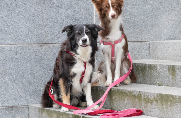 Border collie – pies dla ambitnych opiekunów